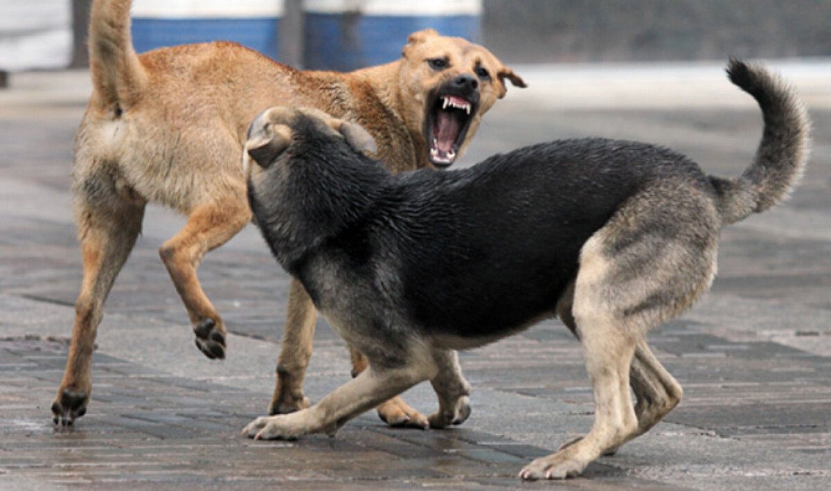 В Республике Алтай приняли закон об усыплении бродячих животных